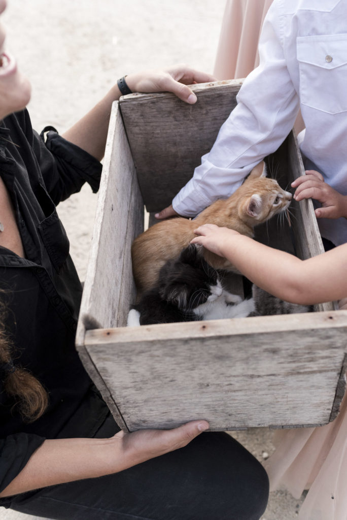 ranch kittens in a wooden box at wedding
